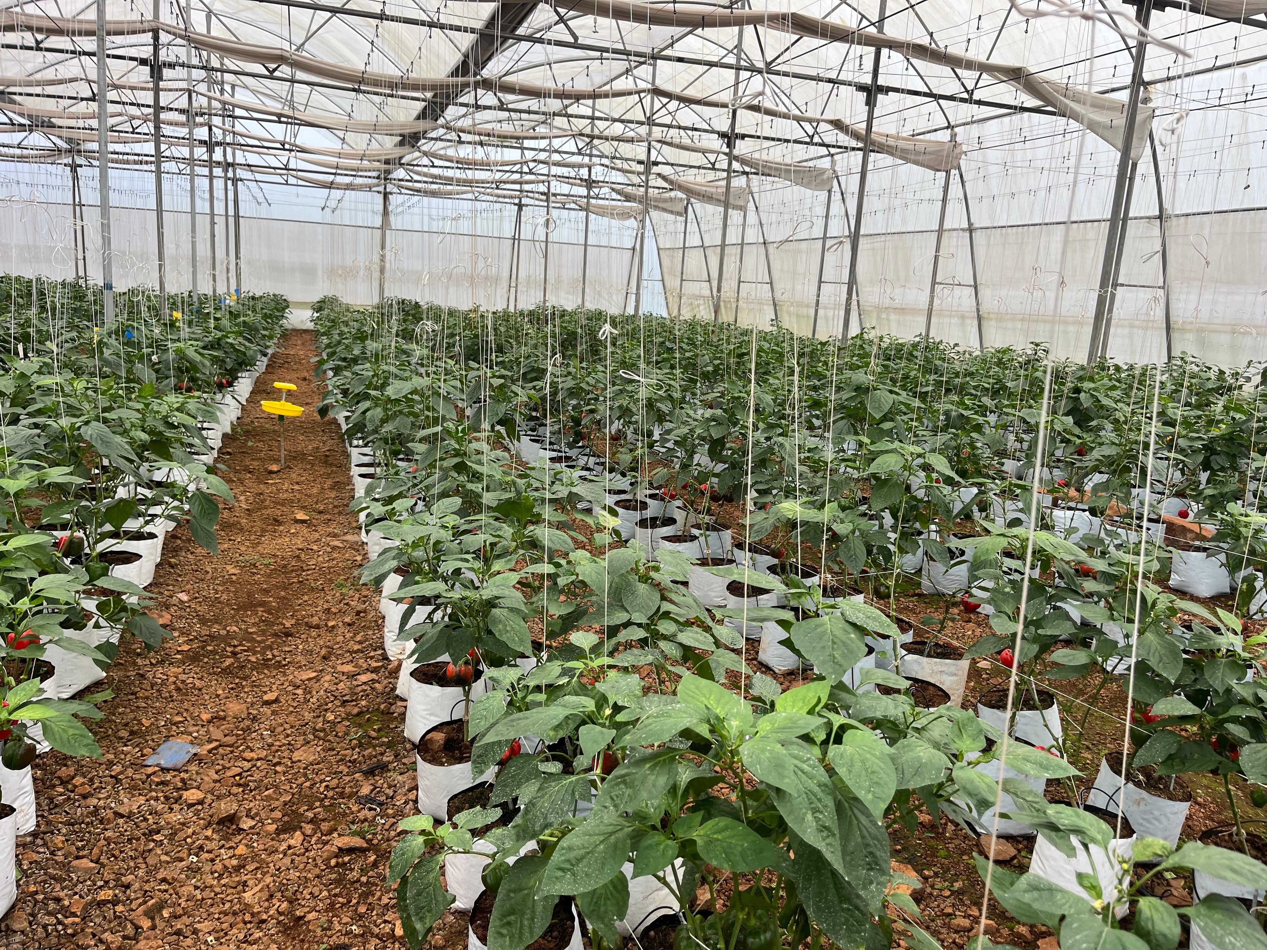 Exotic Vine Crops